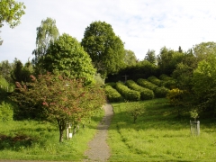 Lilienblüte im Sommer